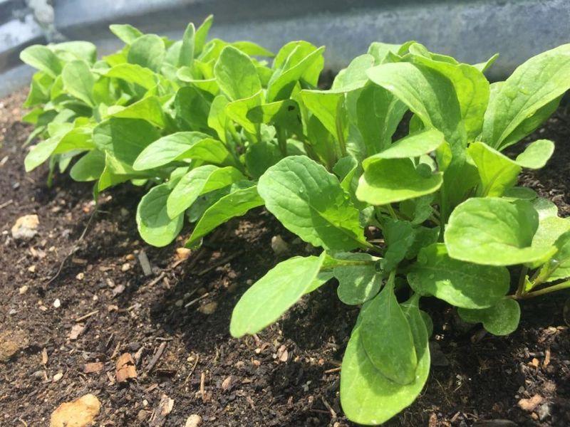 A row of vegetables growing in a soil bed